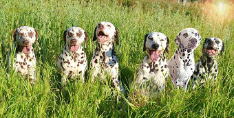 Titara's kennel